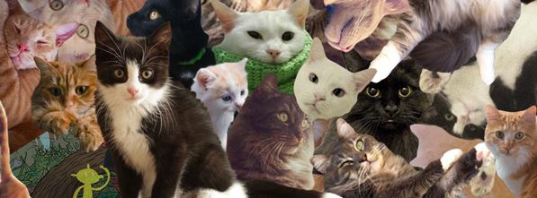 Collage of numerous cats of different breeds and colours filling the entire frame