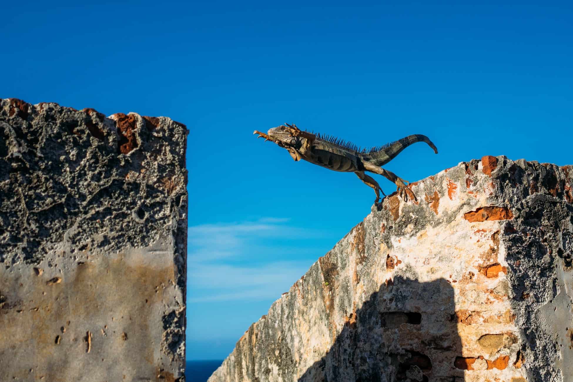 Large iguana perched on the edge of a stone wall against a bright blue sky, about to leap